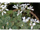 Pelargonium Ardwick Cinnamon