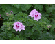 Pelargonium Copthorne