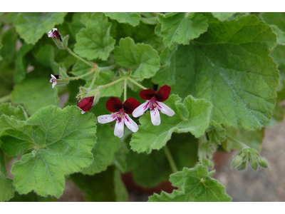 Pelargonium