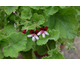 Pelargonium