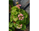 Pelargonium