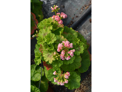 Pelargonium