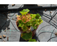 Pelargonium Grandeur ® Deco Appleblossom
