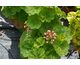 Pelargonium Red Rambler