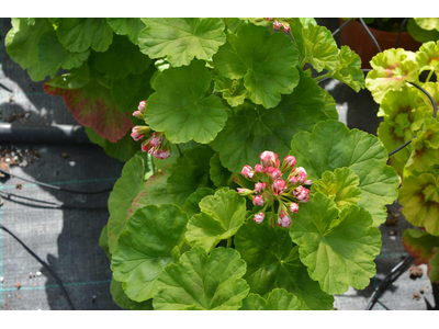 Pelargonium