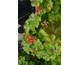 Pelargonium Scarlet Rambler