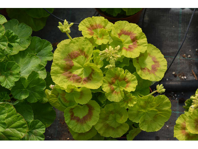 Pelargonium