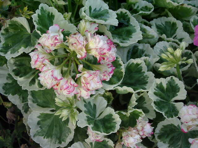 Pelargonium