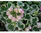 Pelargonium Westdale Appleblossom