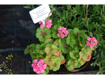 Pelargonium