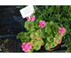 Pelargonium