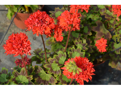 Pelargonium