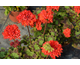 Pelargonium