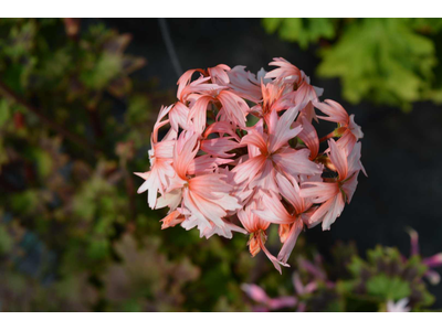 Pelargonium