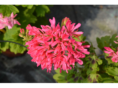 Pelargonium