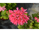 Pelargonium Fancy That