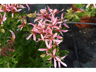 Pelargonium