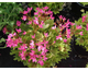 Pelargonium Lotus Land