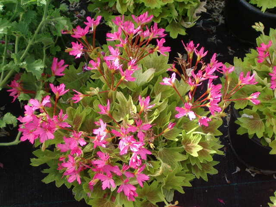 Pelargonium