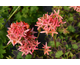 Pelargonium Meadowside Dark and Dainty