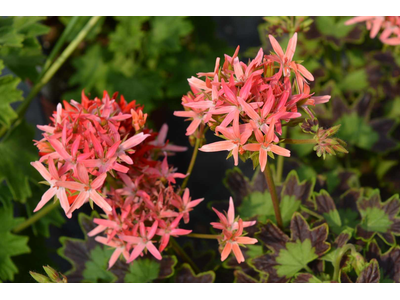 Pelargonium