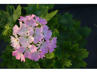 Pelargonium