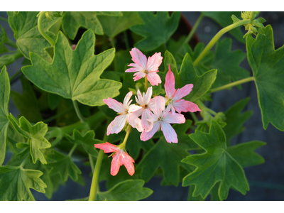 Pelargonium