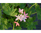 Pelargonium Tangerine Elf