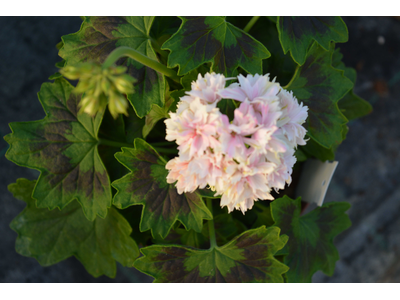 Pelargonium