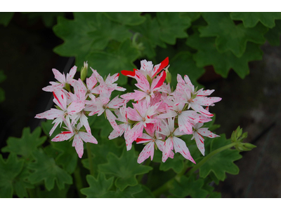 Pelargonium