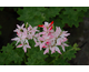 Pelargonium Vectis Glitters