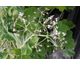 Pelargonium tomentosum (Menta)