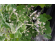 Pelargonium tomentosum