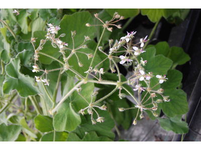 Pelargonium tomentosum