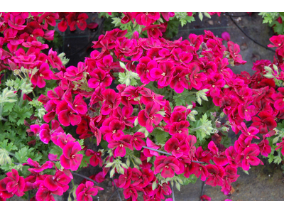 Pelargonium x grandiflorum