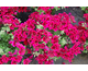 Pelargonium x grandiflorum Clarion Dark Red
