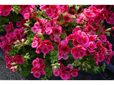 Pelargonium x grandiflorum