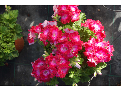 Pelargonium x grandiflorum