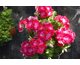Pelargonium x grandiflorum Melva Dark Red