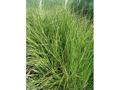 Pennisetum alopecuroides var. viridescens