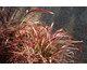 Pennisetum setaceum Fireworks