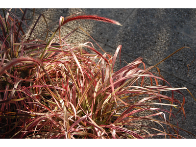 Pennisetum setaceum