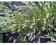 Pennisetum villosum  (White Ladies, Cream Falls)