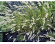 Pennisetum villosum