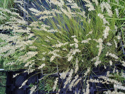 Pennisetum villosum