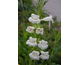 Penstemon Apple Blossom