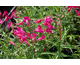 Penstemon