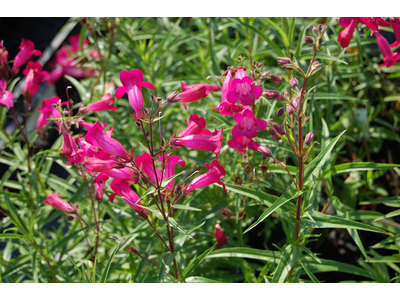 Penstemon