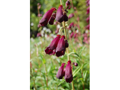 Penstemon
