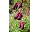 Penstemon Raven